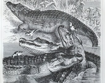 1895 Original Antique Lithograph Animals Print, Antique Crocodile Print, Saltwater Crocodile print, Nile Crocodile, Antique Animals Print