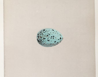 Antique bird egg print Grey Shrike Egg Original Bird Chromolithograph Bird Eggs wall art 1892 Antique Bird Eggs Chromolithograph Antique bird egg print Grey Shrike Egg Original Bird Chromolithograph Bird Eggs wall art 1892 Antique Bird Eggs Chromolithograph