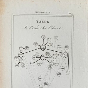 May include: A black and white diagram titled "TABLE de l'ordre des Chiens." The diagram shows a hierarchical classification of dog breeds, with various breeds listed in circles connected by lines.