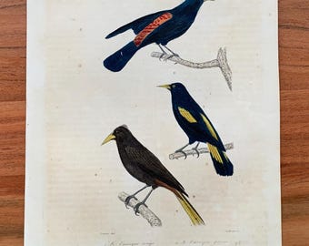 Originaler antiker Vogelstich von 1839 mit Rotbürzelkassike und Schopforopendole, handkolorierter Vogeldruck