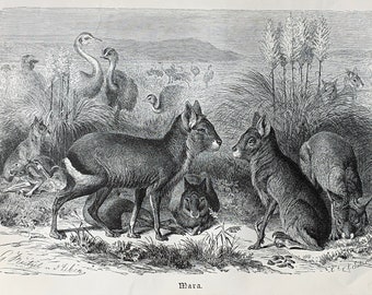 1892 Original Antique lithograph, print with mara, animal illustration