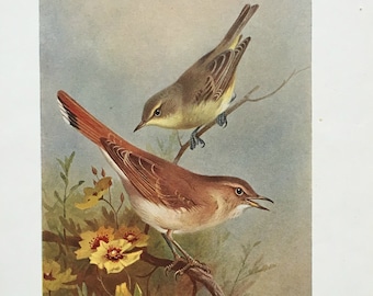 1925 originele vogelprint, cadeau voor vogelsliefhebber, grasmusillustratie