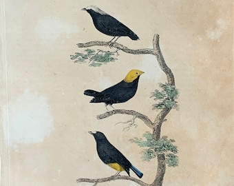 1870 Original Antique Bird Engraving, White-fronted Manakin, Hand Coloured Wall Print, Vintage Bird Art