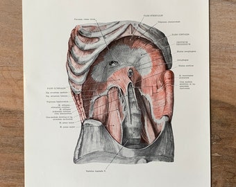 1962 Vintage Human Anatomy, Anatomy print - Diaphragma, Myologia, Medical illustration