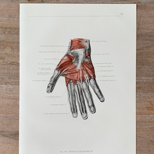1962 Vintage Medical Print, Hand Muscles, Human Hand Structure, Myologia Print, Human Body Print, Anatomy art print, Muscles Structure