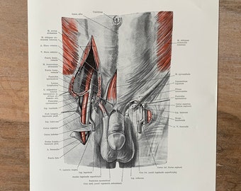 1962 Vintage Human Anatomy, Anatomy print - Femoral canal, Myologia, Medical illustration