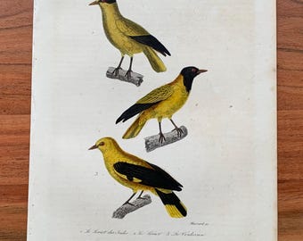 Originaler antiker Vogelstich von 1839 mit Schwarznackenpirol und Goldpirol, handkolorierter Vogeldruck