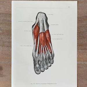 1962 Vintage Medical Print, Foot Muscles, Human Foot Structure, Myologia Print, Human Body Print, Anatomy art print, Muscle Structure