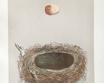 Antique bird egg print Grey Shrike Egg Original Bird Chromolithograph Bird Eggs wall art 1892 Antique Bird Eggs Chromolithograph Antique bird egg print Grey Shrike Egg Original Bird Chromolithograph Bird Eggs wall art 1892 Antique Bird Eggs Chromolithograph