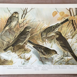 1897 Original Antique Chromolithograph with birds, pipit illustration, Vintage Bird print