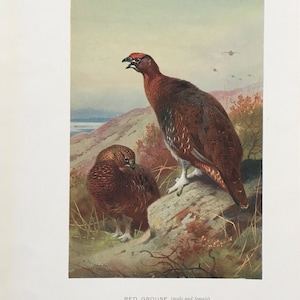 1925 Original Bird Print, Gift for birds lover, Red Grouse illustration