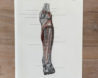 1962 Vintage Medical Print, Leg Muscles, Human Leg Structure, Myologia Print, Human Body Print, Anatomy art print, Muscle Structure
