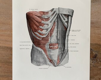 1962 Vintage Human Anatomy, Anatomy print - Abdominal Muscles, Myologia, Medical illustration