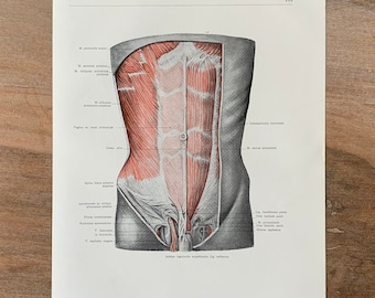1962 Anatomía humana vintage, Impresión de anatomía - Músculos abdominales, Miología, Ilustración médica