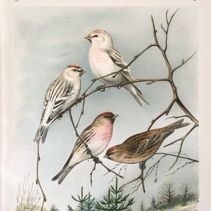 1897 Original Antique Chromolithograph with birds, Redpoll illustration, Vintage Bird print