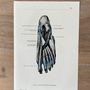1962 Vintage Medical Print, Foot Muscles, Human Foot Structure, Myologia Print, Human Body Print, Anatomy art print, Muscle Structure
