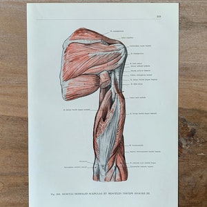 1962 Vintage Human Anatomy, Anatomy print - Arm Muscles, Muscles of Shoulder, Myologia, Medical illustration