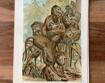 1892 Original Antique Chromolithograph with macaques, Natural History - Old World monkeys family illustration