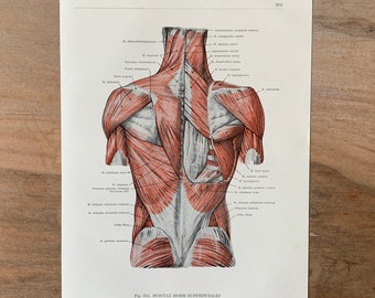 1962 Vintage Human Anatomy, Anatomy print - Back Muscles, Myologia, Medical illustration