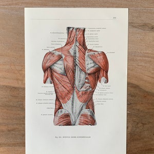 1962 Vintage Human Anatomy, Anatomy print - Back Muscles, Myologia, Medical illustration