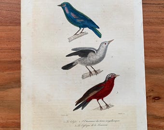 Originaler antiker Vogelstich von 1839 mit Scharlachtangare, Gartenpirol und Patagonischer Spottdrossel, handkolorierter Vogeldruck