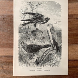 1892 Original Antique lithograph, print with hawks, bird illustration
