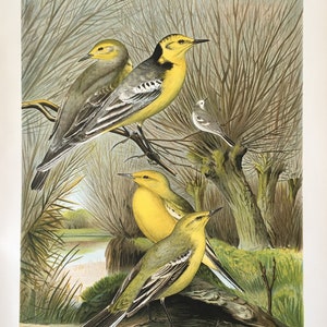 1897 Original Antique Chromolithograph with birds, wagtail illustration, Vintage Bird print