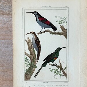 1825 Original Antique Bird Engraving, Wallcreeper print, Hand Colored Engraving, Birds engraving, Vintage bird art, Antique bird print