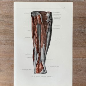 1962 Vintage Medical Print, Leg Muscles, Human Leg Structure, Myologia Print, Human Body Print, Anatomy art print, Muscle Structure
