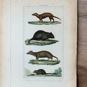 1825 Original Antique Engraving, grison print, rat engraving, mouse illustration, Hand Colored Engraving, Animals engraving, antique print