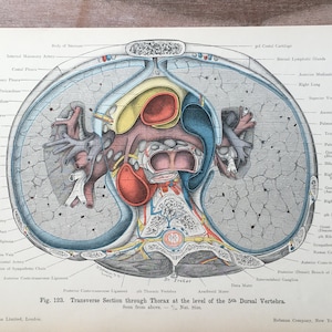 1906 Original Antique Medical Print, Human body structure illustration, Anatomy engraving, Medical Wall Art
