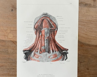 1962 Vintage Human Anatomy, Anatomy print - Muscles of neck, Myologia, Medical illustration