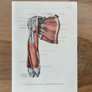 1962 Vintage Human Anatomy, Anatomy print - Biceps Muscles, Muscles of Shoulder, Myologia, Medical illustration