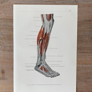 1962 Vintage Medical Print, Leg Muscles, Human Leg Structure, Myologia Print, Human Body Print, Anatomy art print, Muscle Structure