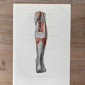 1962 Vintage Medical Print, Leg Muscles, Human Leg Structure, Myologia Print, Human Body Print, Anatomy art print, Muscle Structure