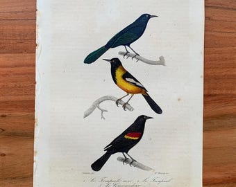 Originaler antiker Vogelstich von 1839 mit Schwarzpirol und Epaulettenpirol, handkolorierter Vogeldruck