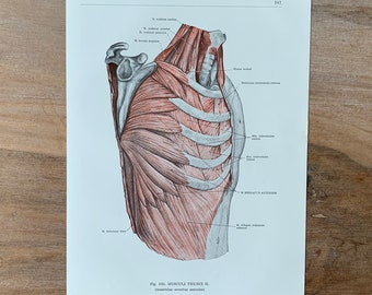 1962 Vintage Human Anatomy, Anatomy print - Muscles of the Torso, Myologia, Medical illustration