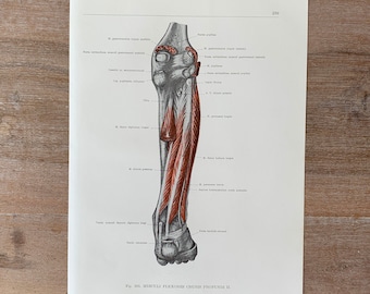 1962 Vintage Medical Print, Leg Muscles, Human Leg Structure, Myologia Print, Human Body Print, Anatomy art print, Muscle Structure