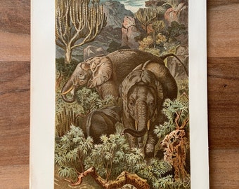 1892 Original Antique Chromolithograph with Elephants, Natural History - Elephants family illustration