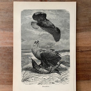 1892 Original Antique lithograph, print with White-tailed eagle, bird illustration