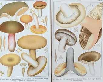 1915 Original Antique Botanical Mushrooms Chromolithograph set of 2 with Russula, Mushroom pholiota print set