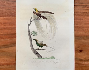 Originale antike Vogelgrafik von 1839 mit Paradiesvogel, prächtiger Paradiesvogel, handkolorierter Vogeldruck