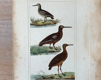 1825 Original Antique Bird Engraving with Snipe, Vintage Hand Colored Engraving, Birds Wall Art Print