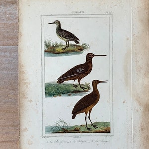1825 Original Antique Bird Engraving with Snipe, Vintage Hand Colored Engraving, Birds Wall Art Print