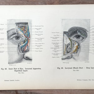 1906 Original Antique Human Anatomy, Anatomy print - Eye, Medical illustration