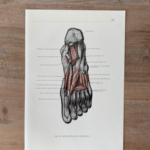 1962 Vintage Medical Print, Foot Muscles, Human Foot Structure, Myologia Print, Human Body Print, Anatomy art print, Muscle Structure