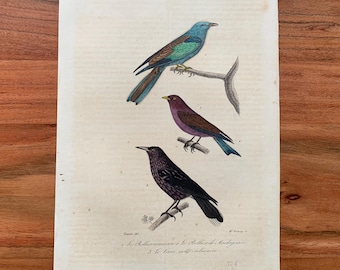 Originaler antiker Vogelstich von 1839 mit Blauracke, Breitschnabelracke und Purpurracke, handkolorierter Vogeldruck