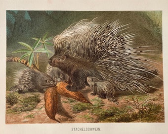 1892 Original Antique Chromolithograph with Porcupines, Natural History - Porcupines family illustration