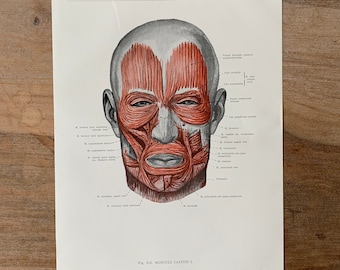 1962 Vintage Medical Print, Muscles of head, Myologia Print, Human Body Print, Anatomy art print, Human Skull Print, Muscles Structure