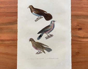 Originaler antiker Vogelstich von 1839 mit Weinroter Taube, Rotaugentaube und Turteltaube, handkolorierter Vogeldruck